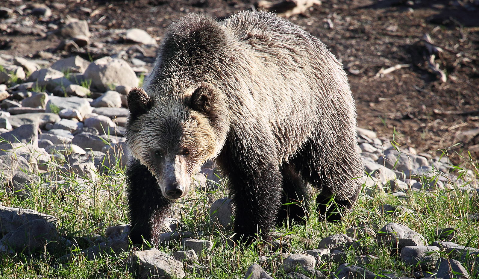 Grizzly Bear Stare