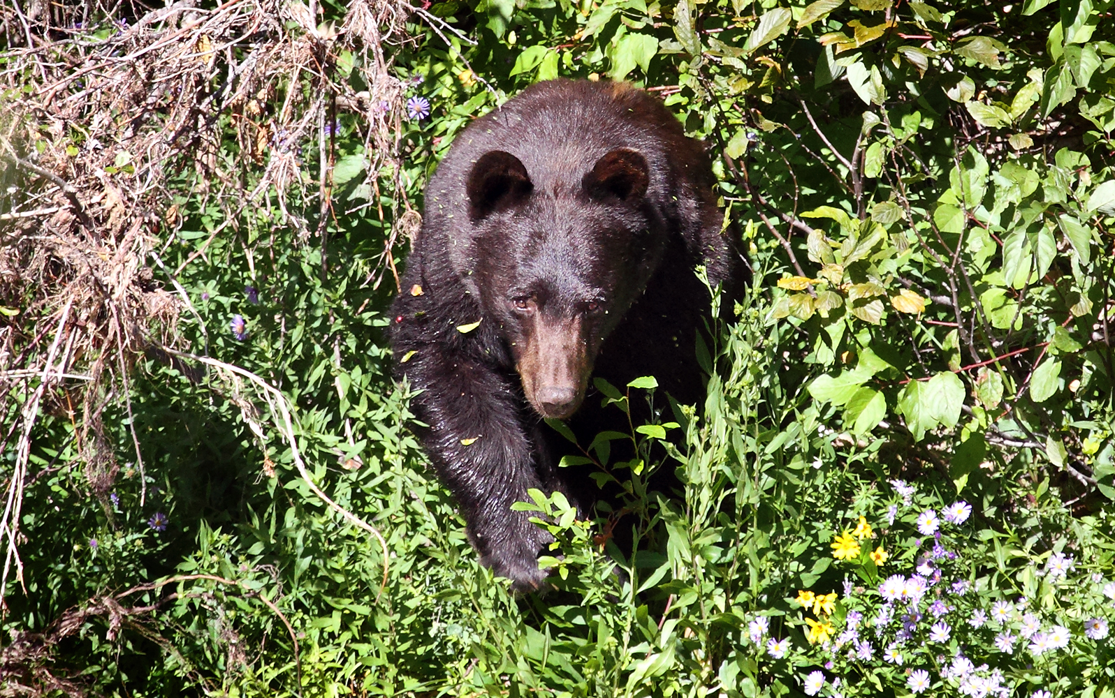 Black Bear