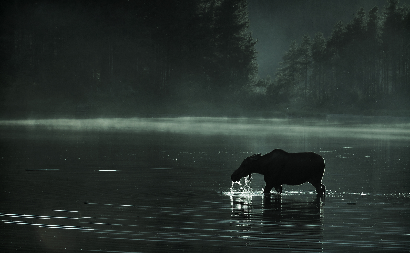 Moose feeding at Dusk